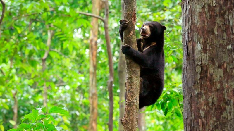 Die Tatzen des Sonnenbären haben große, gebogene und spitze Krallen sowie nackte Sohlen, somit ist er perfekt ausgerüstet, um auf Bäume zu klettern. Sandakan, Sabah, Malaysien – Bild: phoenix/​ZDF/​TerraMater/​​Matt Hamilton