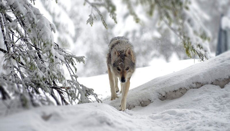 Der Wolf ist zurück in den Dolomiten. Die Anforderungen für sein Revier sind vielfältig. Entscheidend für den Wolf ist, dass genügend Beute vorhanden ist und sich direkter Kontakt mit dem Menschen vermeiden lässt. Weitere Fotos erhalten Sie auf Anfrage. – Bild: BR/​DocLights GmbH/​Kurt Mayer Film/​NDR/​NDR Naturfilm