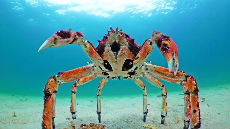 Der Seespinnen-Animatronik ist mit einem halben Meter Breite die größte Spionage-Krabbe. – Bild: ZDF und John Downer./​John Downer