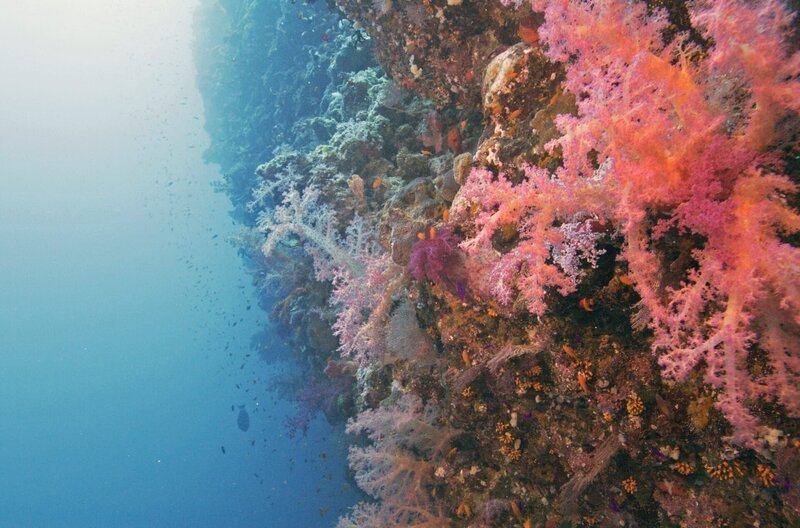 Licht liebende Korallen siedeln im Roten Meer noch in 50 Metern Tiefe. – Bild: NHK /​ Licht liebende Korallen siedeln im Roten Meer noch in 50 Metern Tiefe.