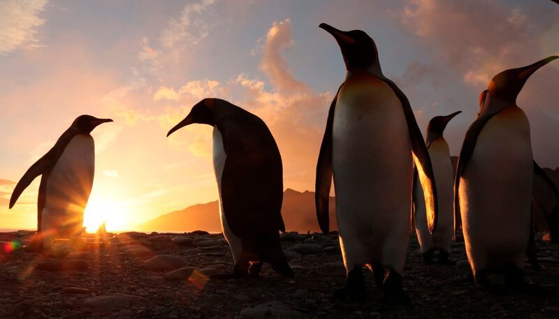 Königspinguine im Sonnenaufgang. – Bild: NDR/​Roland Gockel