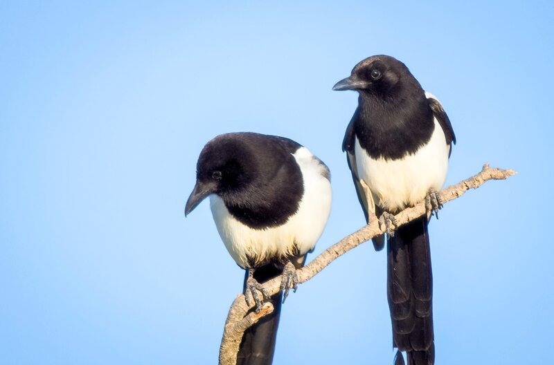 Elstern sind monogam und bleiben ein Leben lang als Pärchen zusammen. Deshalb werden die ersten PartnerInnen auch sehr sorgfältig ausgesucht. – Bild: WDR/Text und Bild Medienproduktion/Dietmar Nill Elstern sind monogam und bleiben ein Leben lang als Pärchen zusammen. Deshalb werden die ersten PartnerInnen auch sehr sorgfältig ausgesucht. – Bild: WDR/Text und Bild Medienproduktion/Dietmar Nill