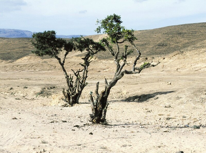 Weihrauchbäume in Dhofar. – Bild: HR/​SWR/​Rolf Lambert