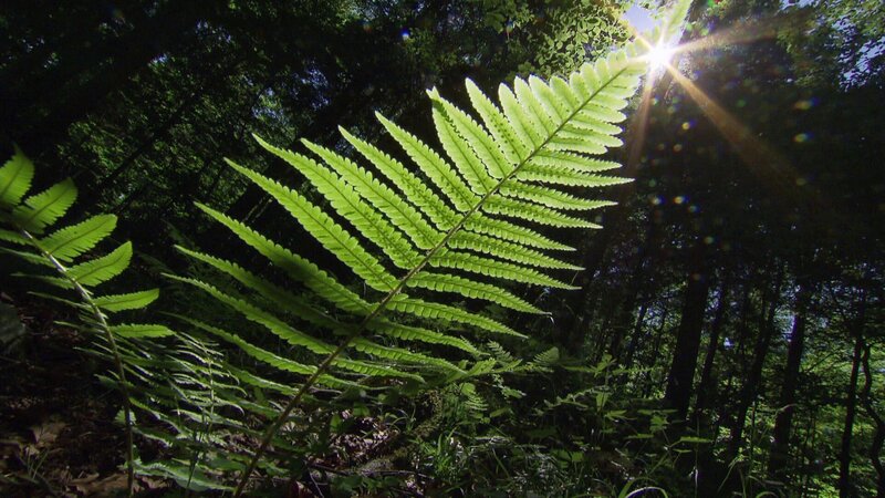 Urwald der Alpen – Bild: ORF
