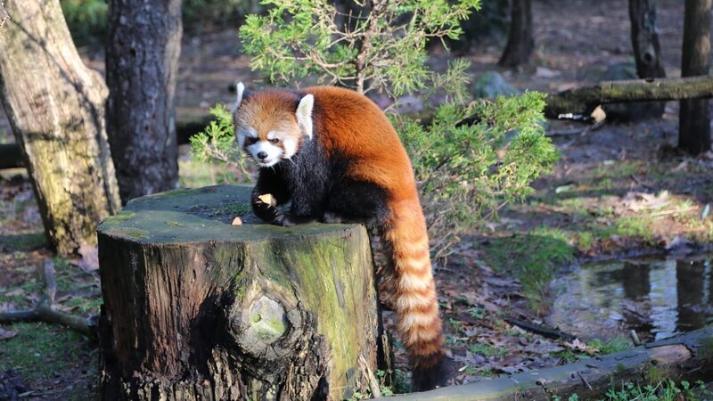 Willow the Red Panda on exhibit – Bild: Discovery Communications, LLC