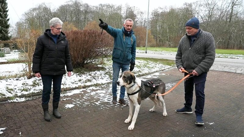 Der große Herdenschutzhund Asco bei Familie Körber. – Bild: RTL