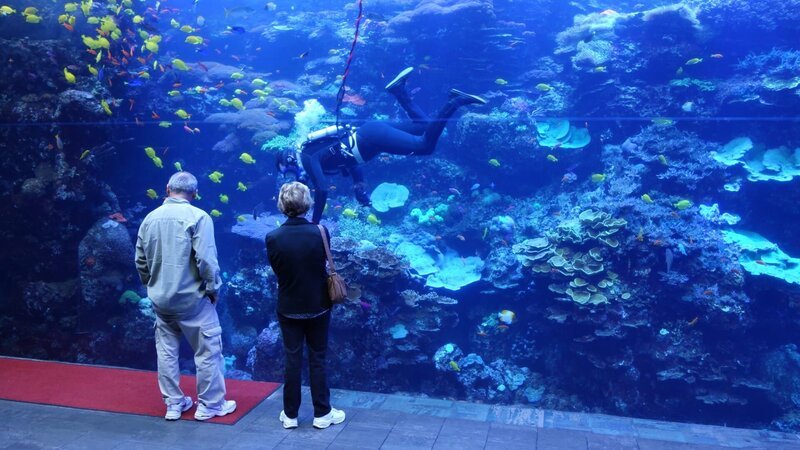 Tropical Diver Barrier Reef Exhibit with Diver & Guests – Bild: Animal Planet /​ Discovery Communications, LLC
