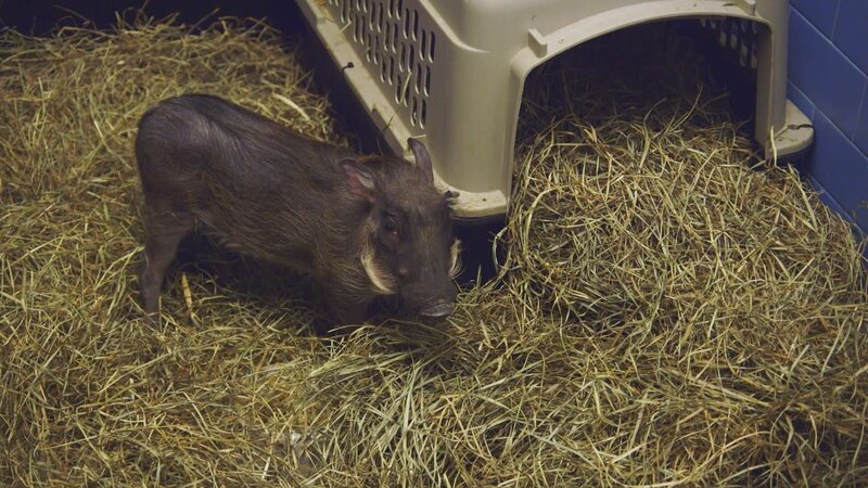 Baby Warthog indoors. – Bild: Animal Planet