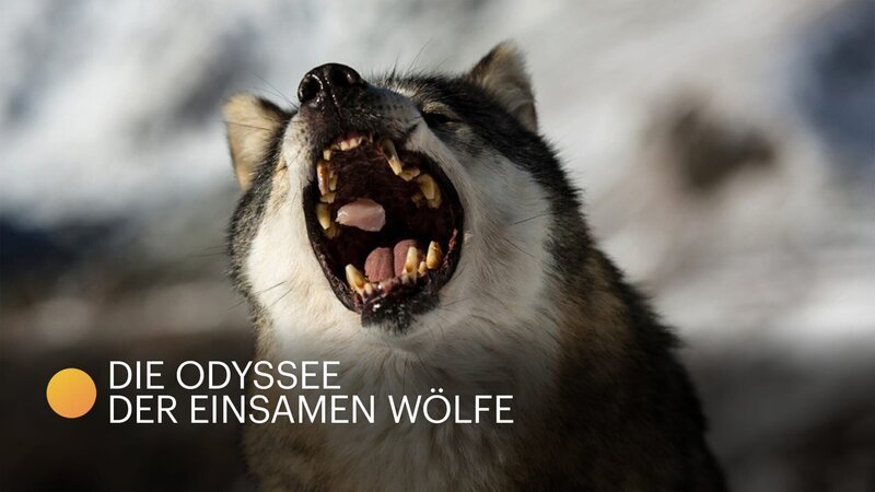 Wolf – Bild: CuriosityStream