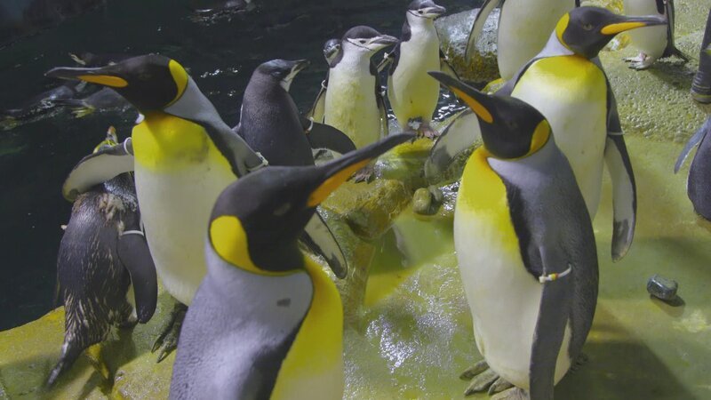 King penguins on exhibit. – Bild: Animal Planet /​ Discovery Communications, LLC
