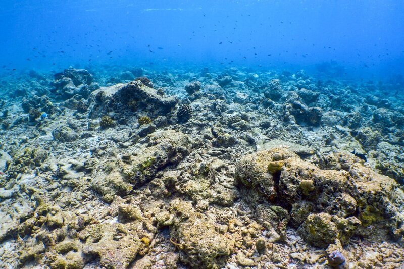 Reporter Der Korallengärtner Totes Riff in den Malediven: Hier sollen neue Korallen gepflanzt werden. – Bild: SRF