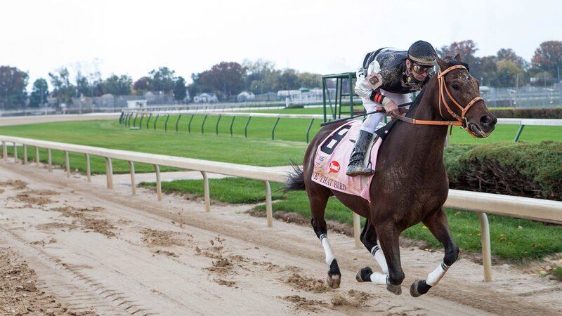 50 zu 1 – Bild: AXN Black