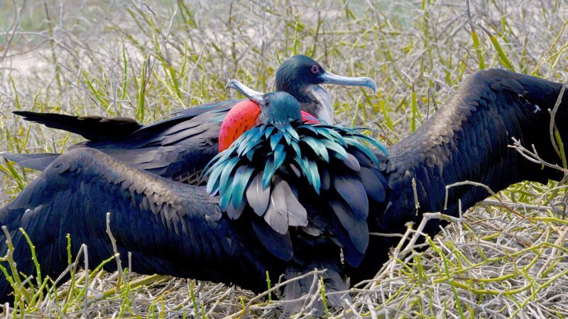 Fregattvögel beim Balzen. Das Männchen plustert seinen roten Kehlsack auf, um dem Weibchen zu imponieren. – Bild: 3sat