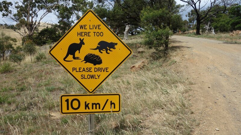 Größter Feind der endemischen Arten Zwergkänguru, Quoll und Wombat ist der Autoverkehr auf der Insel. – Bild: ZDF und NDR/​nonfictionplanet/​Steffen Schneider.