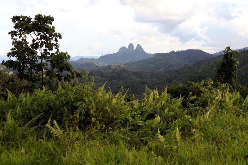 Das letzte Urwald-Gebiet im Südosten von Sarawak. 40 auf 40 Kilometer: Einer der letzten Urwälder der Penan. – Bild: 3sat