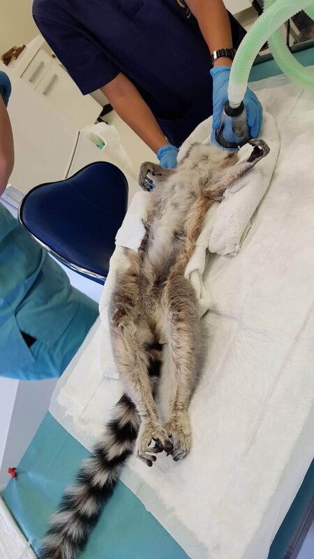 Lemur in tierärztlicher Behandlung – Bild: RTL /​ © Greenhills Media
