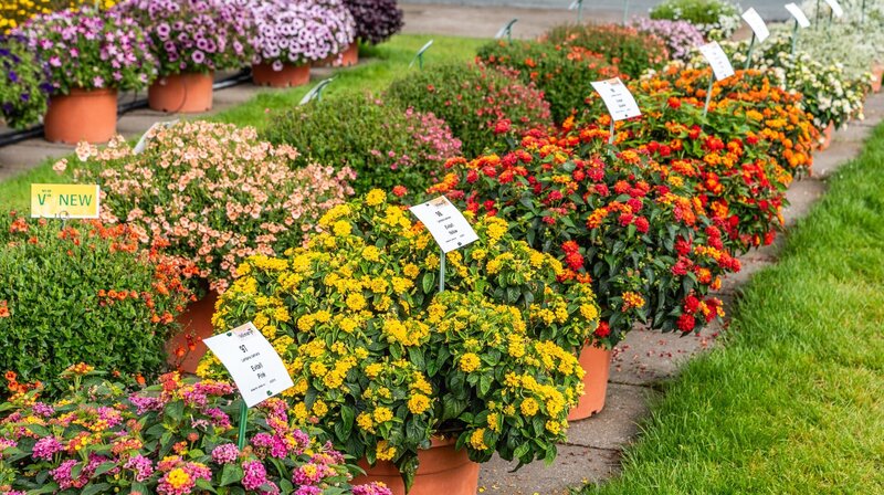 Rasch durch den Garten S05E02 Die Balkonsaison beginnt fernsehserien.de