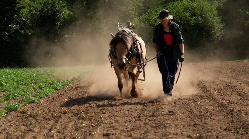 Nina Ebel setzt Pferde im Gemüsebau ein- Mit ihnen eggt sie den Boden und hackt das Unkraut. Dank der Pferde bleibt der Boden locker und fruchtbar. – Bild: NDR