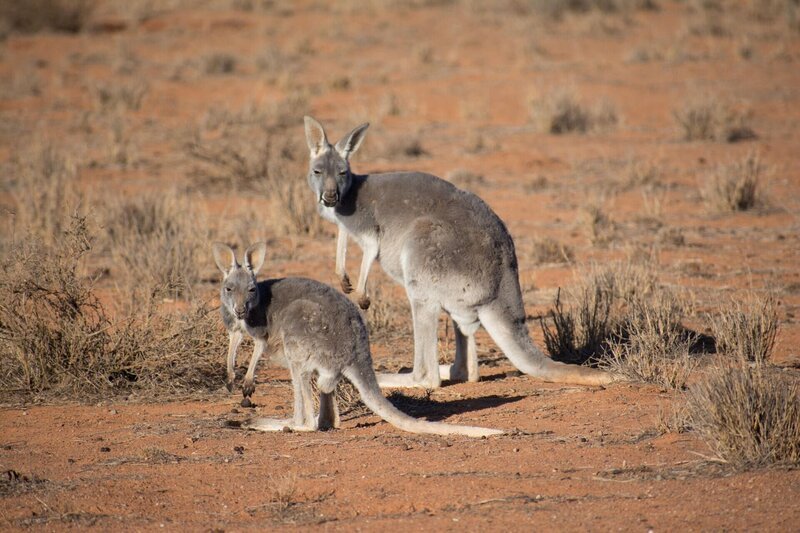 Grey kangaroo. – Bild: 2019 NGC Network US, LLC. All rights reserved.) Lizenzbild frei
