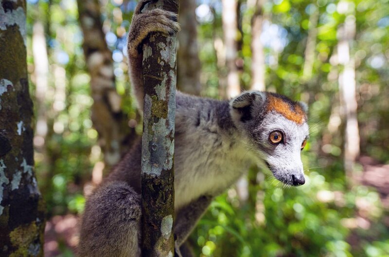 Madagaskar - Der achte Kontinent – Bild: Jonny Müller-Goldenstedt /​ Madagaskars Wahrzeichen: die Lemuren. Die possierlichen Äffchen, von denen es etwa 100 Arten gibt, kommen ausschließlich auf Madagaskar und ein paar kleineren Inseln in der Nähe vor.