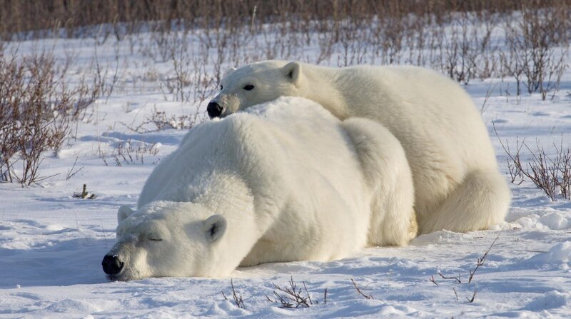 Eine Eisbärenmutter mit ihrem Jungen. – Bild: BR/​Marco Polo Films/​WDR/​Matthias Breiter