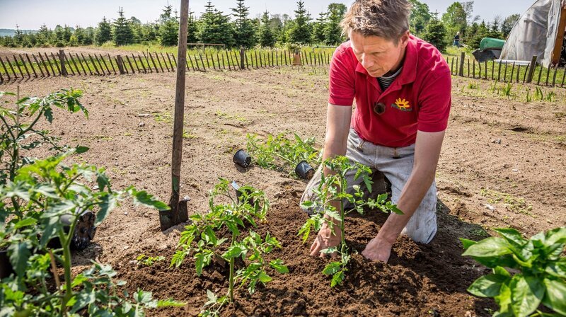 Tomaten und andere Gemüse können jetzt ins Freiland – Bild: NDR/​Udo Tanske