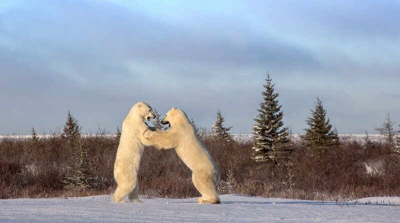 Was machen Eisbären im Sommer? Der Film begleitet Eisbären unterschiedlichen Alters aus verschiedenen sozialen Gruppen durch den arktischen Sommer. Ihre Geschichten verbinden sich zu einem umfassenden Porträt dieser Tiere, in einer Jahreszeit, die für sie voller Schwierigkeiten und Herausforderungen steckt. Im Bild: Kämpfende Eisbären. – Bild: BR/​Marco Polo Films/​WDR/​Klaus Scheurich
