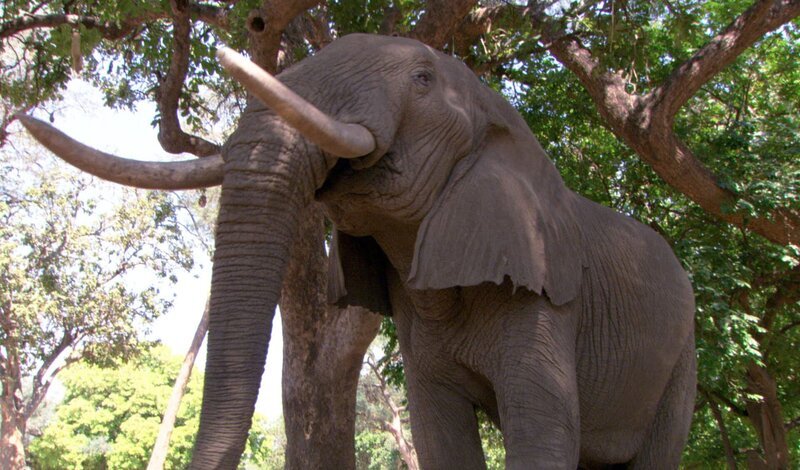 Afrikanischer Elefant. – Bild: BR Fernsehen