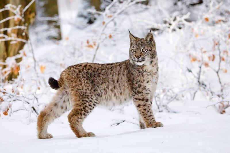 Lynx in winter. – Bild: Shutterstock /​ Shutterstock /​ Copyright (c) 2022 Vaclav Matous/​Shutterstock. No use without permission.