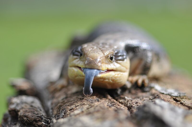 Blue-Tongued Skink – Bild: Shutterstock /​ Shutterstock /​ Copyright (c) 2011 Shutterstock. No use without permission.
