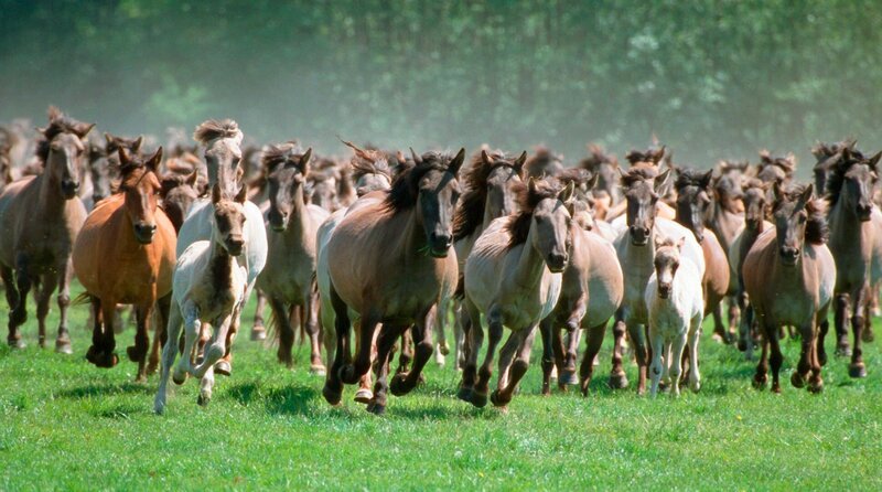 WDR Fernsehen LOKALZEIT LIVE: WILDPFERDEFANG IN DÜLMEN, am Samstag (25.05.24) um 16:15 Uhr. Traditionell am letzten Samstag im Mai findet der Wildpferdefang im Merfelder Bruch bei Dülmen statt. In dem Naturreservat leben rund 400 Pferde – eine der letzten wilden Herden Europas. Es ist ein einmaliges Erlebnis, wenn die Pferde in eine offene Arena getrieben und die einjährigen Hengste gefangen werden. Dies wird gemacht, um Revierkämpfen und Inzucht innerhalb der Herde vorzubeugen. Das Ereignis verfolgen jedes Jahr rund 10.000 Zuschauerinnen und Zuschauer. Mit dem Lokalzeit live zeigen wir den Wildpferdefang in all seinen Facetten und erklären die Hintergründe. – Bild: WDR/​picture alliance/​imageBROKER/​H. & M.Kuczka