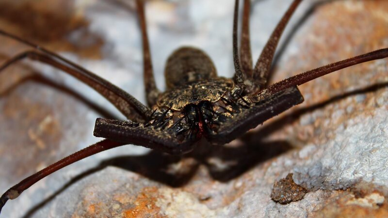 A large Whip Scorpion in the Cueva Del Viento of Guajataca Forest Reserve – Puerto Rico. – Bild: Wirepec /​ Getty Images/​iStockphoto /​ GettyImages-453852161 /​ Wirepec
