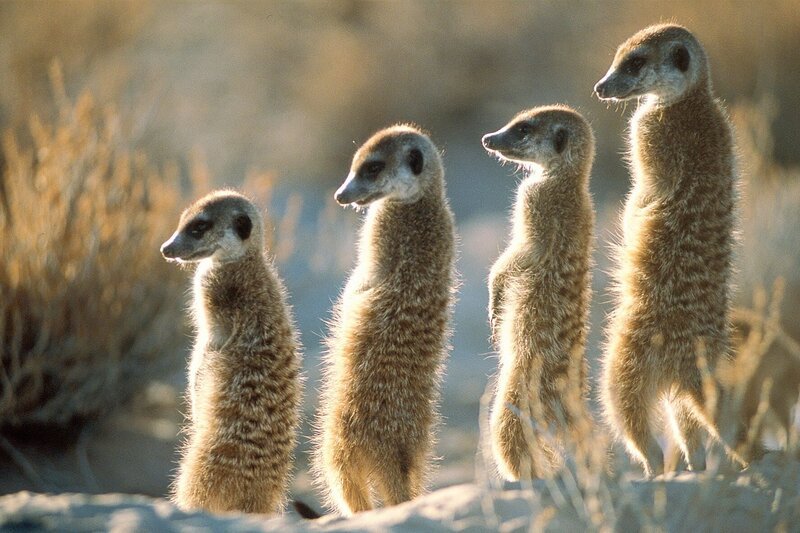 Meerkats. As seen on MEERKAT MANOR. – Bild: ANIMAL PLANET /​ JOHN BROWN