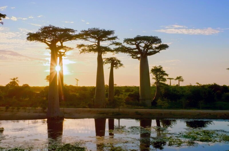 Baobabs sind markante Bäume mit massiven, dickbauchigen Stämmen und charakteristisch für die Landschaft Madagaskars. – Bild: Matthieu Maillet /​ © Matthieu Maillet