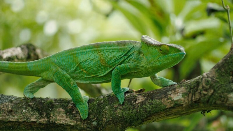 Madagaskar oder der große Karneval der Chamäleons – Bild: ARTE /​ © Les Films en Vrac /​ © Les Films en Vrac