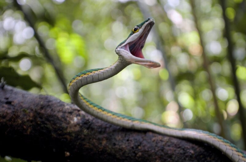 Leptophis ahaetulla, eine Schlange des Amazonas-Regenwaldes, kann mehr als 150 Zentimeter lang werden, hat einen grünen Rücken mit gelben oder ockerfarbenen Streifen und eine bronzefarbene Bauchseite. – Bild: Nicos Argillet /​ © Nicos Argillet