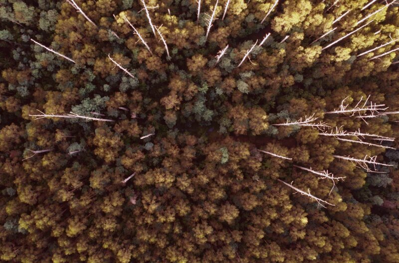 Eukalyptuswälder, die häufig aus verschiedenen Arten der Gattung Eucalyptus bestehen, sind ein charakteristisches Merkmal der Landschaft Australiens. – Bild: Anaïs van Ditzhuyzen /​ © AnaÃ¯s van Ditzhuyzen