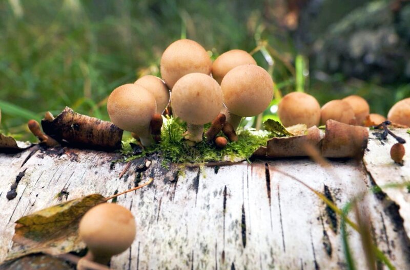 Die Bildung von Pilzen auf der Rinde einer Birke ist ein häufiges Phänomen in der borealen Waldregion. – Bild: Nicos Argillet /​ © Nicos Argillet