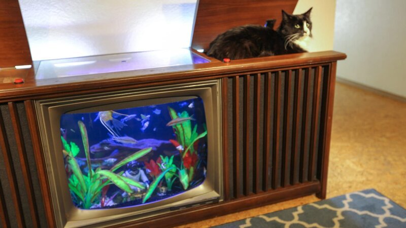 Henri enjoying his new Cat TV tank. – Bild: Discovery Communications