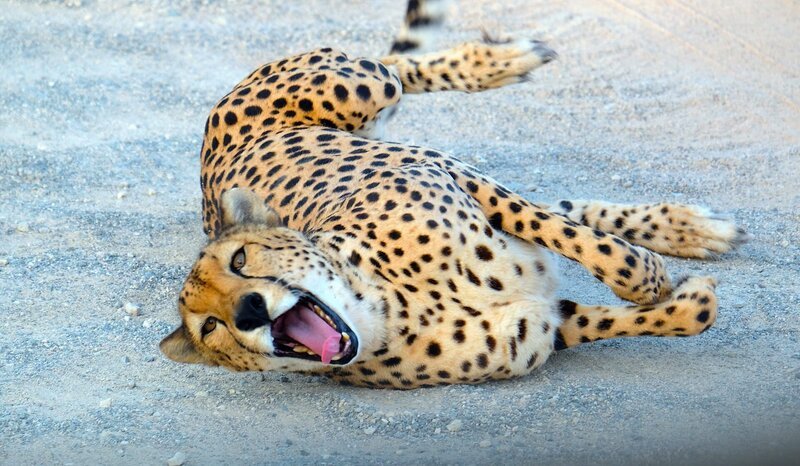Gepard. – Bild: 3sat Gepard. – Bild: 3sat