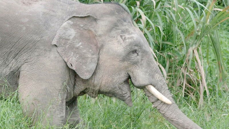 Asiatischer Elefant. – Bild: ORF/​ZDF