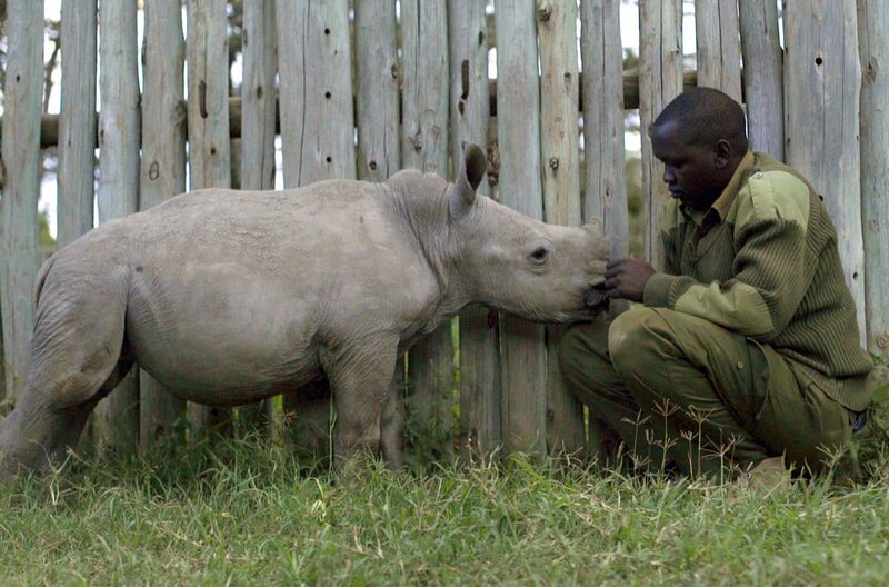 Der kenianische Rekrut Joseph kümmert sich um das Nashorn Ringo. – Bild: Vs. Goliath Visual, LLC /​ © Vs. Goliath Visual, LLC