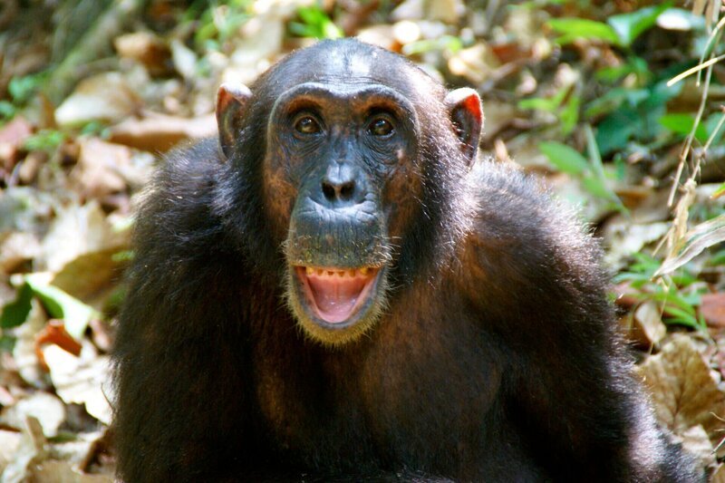Im Mahale Mountains National Park lebt die größte habituierte Schimpansengruppe der Welt. Dem Besucher tut sich ein schier undurchdringlicher Bergwald auf, in dem diese Affen leben. Seit Jahrzehnten sind Forscher hier stationiert, um das Verhalten der rund 800 Affen zu studieren. – Bild: BR/​Dr. Christof Schenck