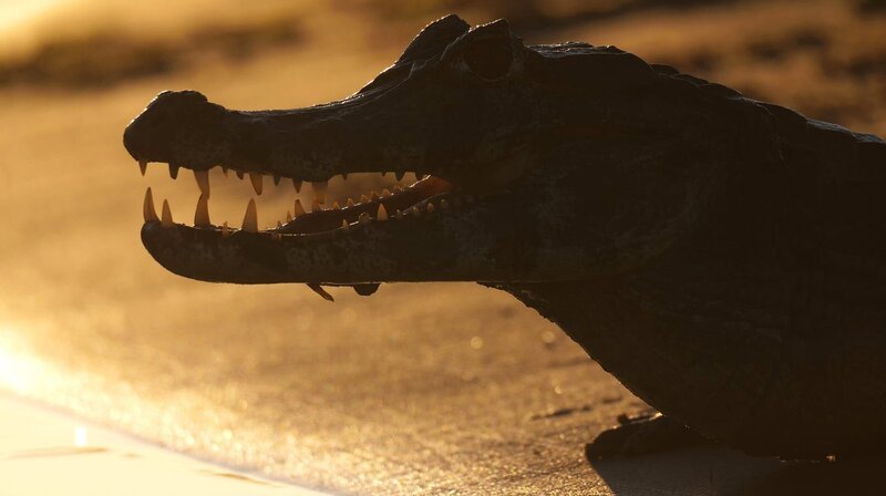 Der Kaiman ist ein Verwandter des Alligators. Man kann sie jedoch an ihrer kürzeren Schnauze gut unterscheiden. – Bild: NDR/​Doclights GmbH/​coraxfilm