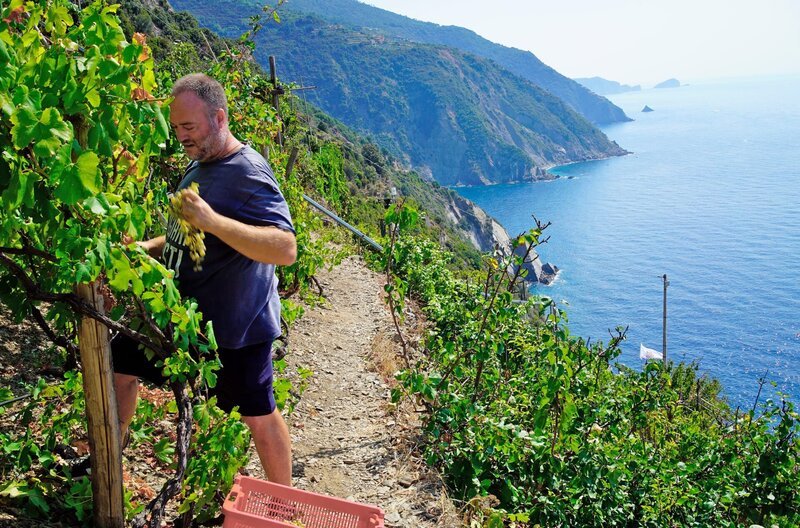 Heydi Bonanini ist einer der letzten hauptberuflichen Winzer der Cinque Terre. – Bild: ZDF und SWR/​Krischan Dietmaier/​Bildfest.