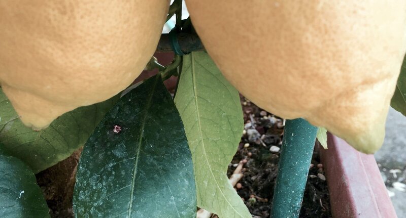 Wo die Zitronen blühn – Bild: 3sat