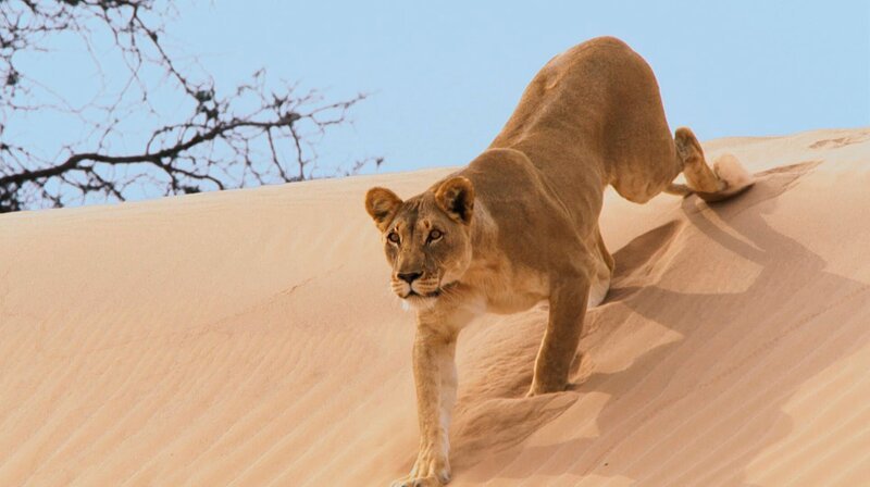 Ein Löwen-Weibchen schleicht sich auf einer Sanddüne der Namibwüste an. – Bild: phoenix/​ZDF/​BBC