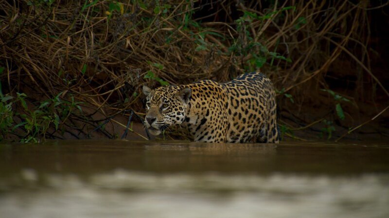 Ein Jaguar-Weibchen schleicht durchs Wasser. – Bild: ZDF und BBC 2016