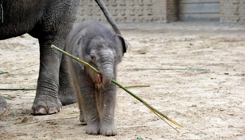 Elefantenkind Anchali im Zoo Berlin – Bild: rbb/​Thomas Ernst