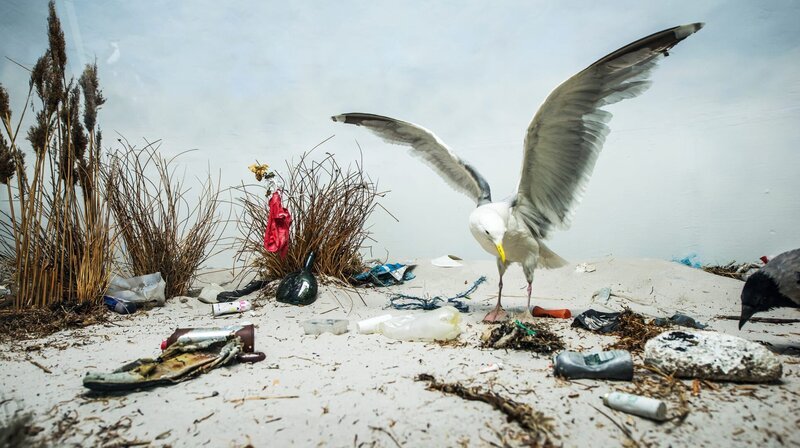 Überall am Strand liegt Plastikmüll rum, eine Katastrophe für die Tiere und verstricken sich oft tödlich da drin. – Bild: NDR/​Clipfilm